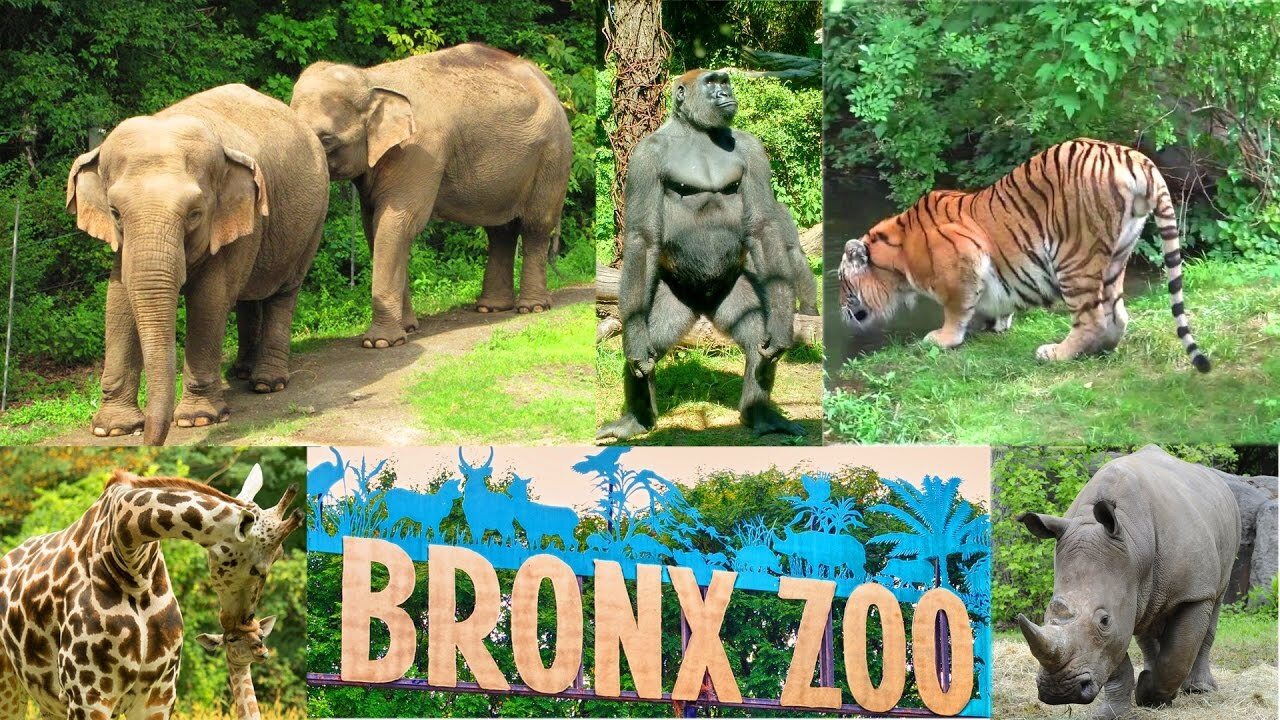 bronxzoo.jpg