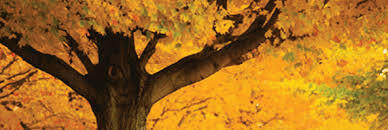 fallmystery.jpg