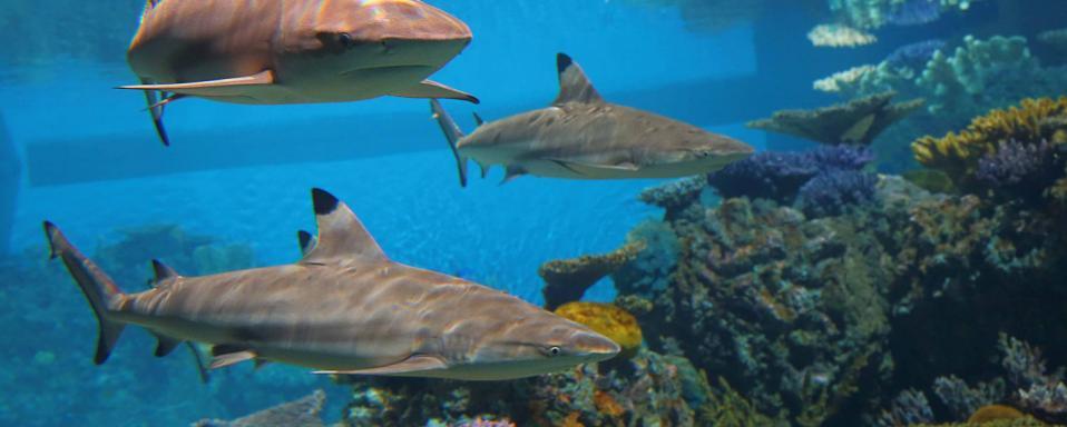 aquarium.jpg