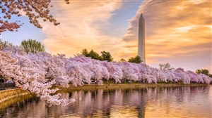 cherry blossoms.jpg