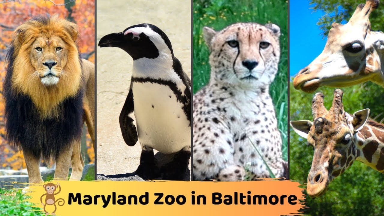 baltimorezoo.jpg