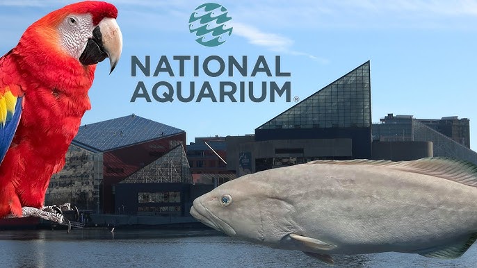 baltimoreaquarium2.jpg