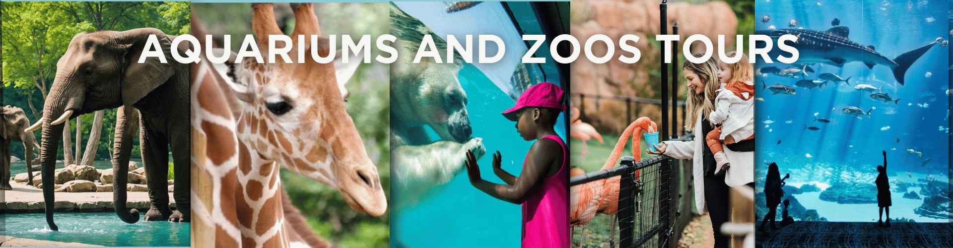 aquarium and zoo tours.jpg