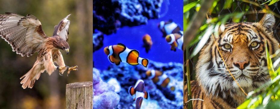 zooandaquarium.jpg